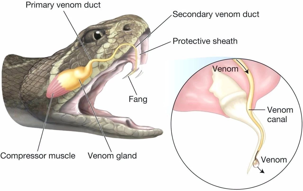 蟒蛇吞蛇被撑死,蟒蛇被眼镜蛇吞