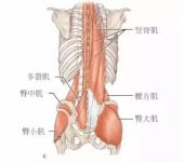 髂胫束摩擦综合征（膝外侧疼痛）跑步杀手，自我预防、康复的方法