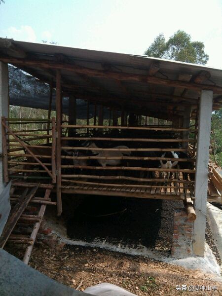 养羊棚舍建造实景图,农村羊舍最简易建造