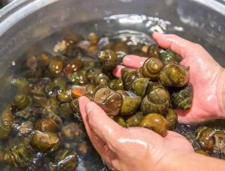 清洗田螺吐沙的方法,洗田螺的正确处理方法