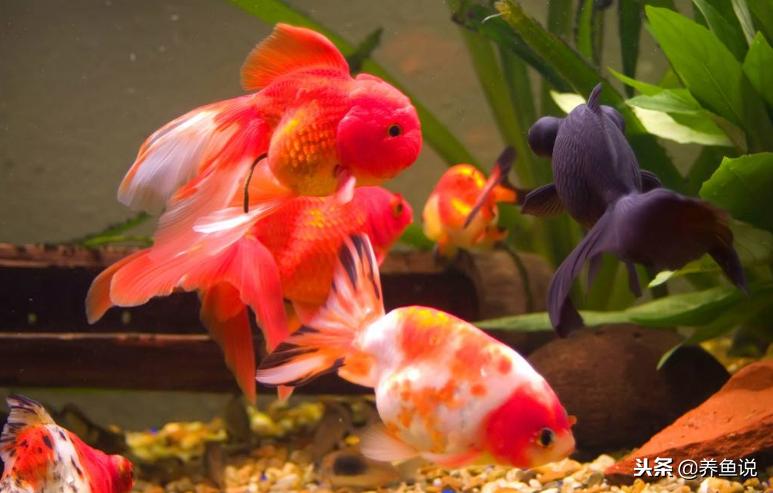 硝化细菌解释,硝化细菌为啥有混浊物