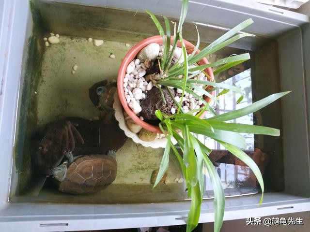 室内深水龟怎么冬眠,北方室内有暖气乌龟怎么冬眠