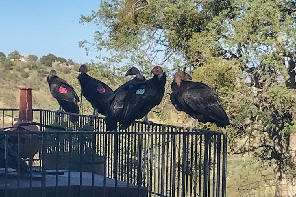 加州妇女发现一群神鹫闯进家门，一只就值10万美元，究竟咋回事？