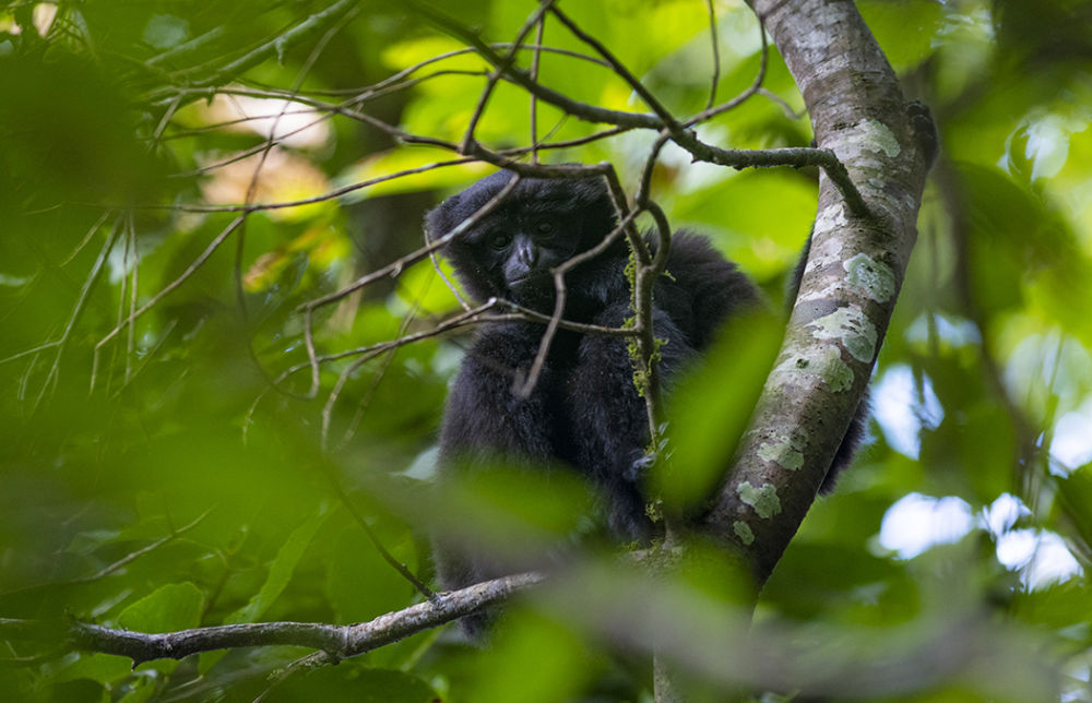 “星战”天行者现身云南？是时候认识我们的国宝了