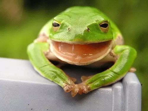 园子里的昆虫有多少,花园里的小动物哪些是昆虫