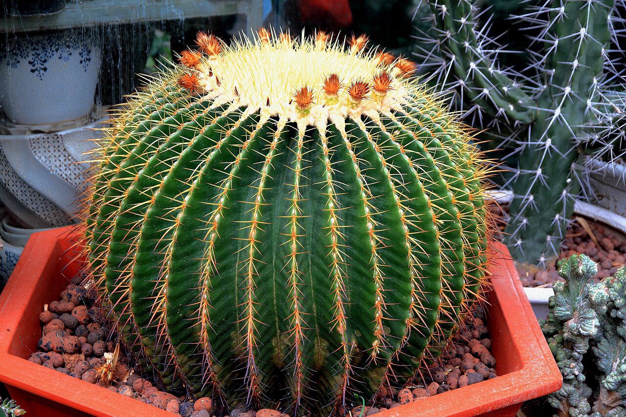 养仙人球运气好吗,仙人球养殖方法和浇水方法图片