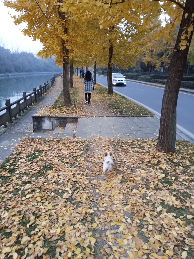 小狗吃多了吐怎么办最有效,小狗吃多了怎么办应该如何处理