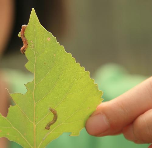 杨树如何防止虫害,杨树螨类虫害怎么治疗
