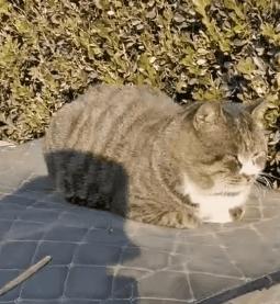 一到毕业季,我们大学的校猫就疯了哈哈哈