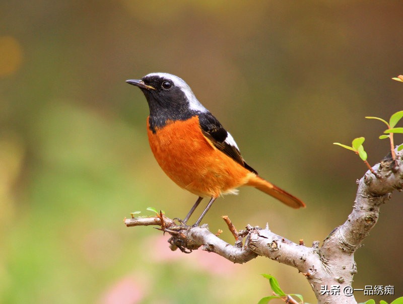 鸟类名字生僻字,带有鸟字的生僻字