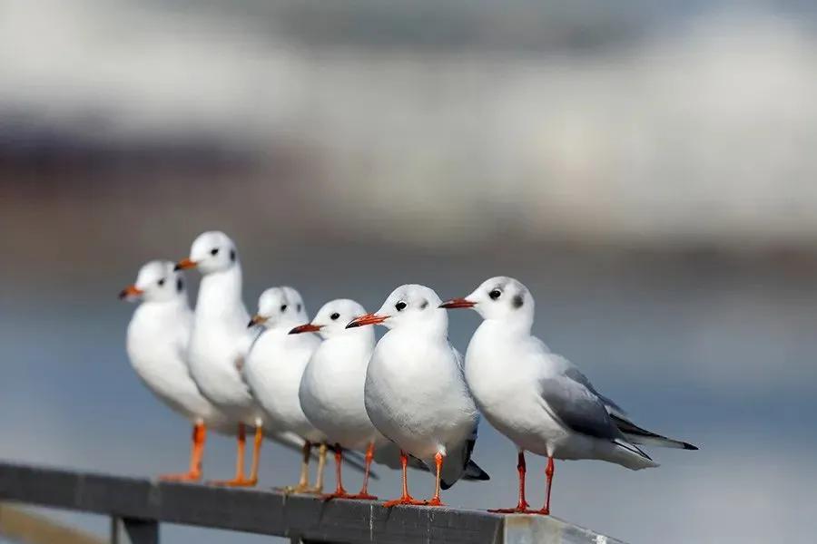 红嘴鸥到哪了,今年的红嘴鸥来了吗