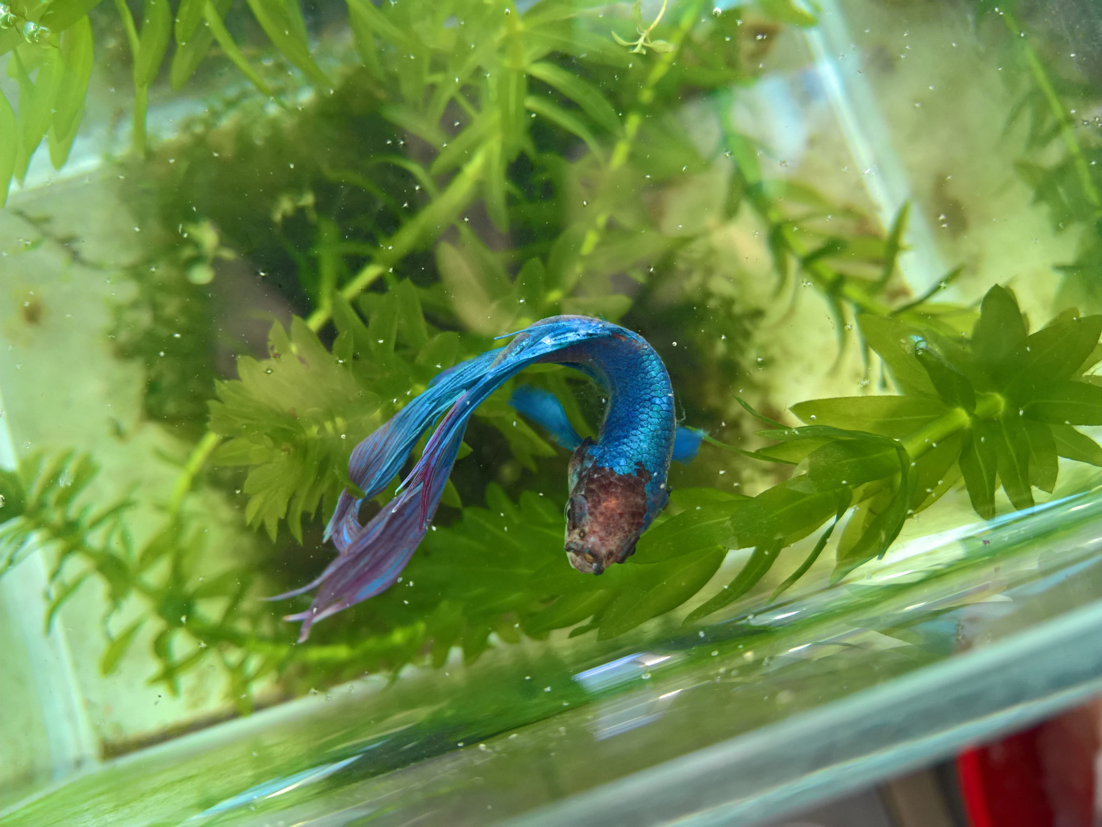 lumia950xl现在还能用吗,lumia950xl能玩抖音吗