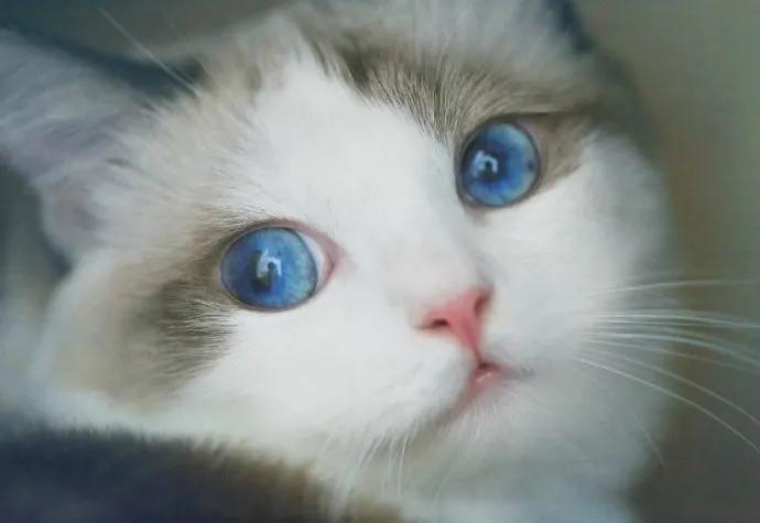 猫咪的眼睛黑色多是怎么回事,猫咪的眼睛可以看到几种颜色