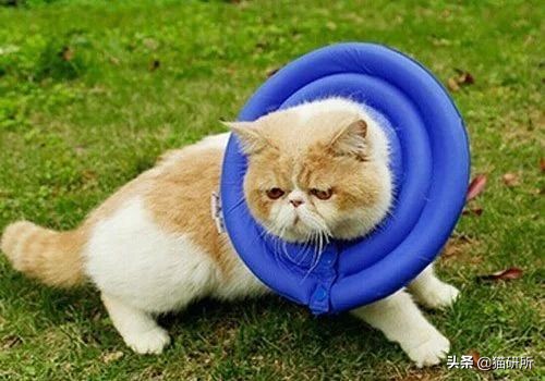 伊丽莎白圈猫咪,伊丽莎白圈有危险吗