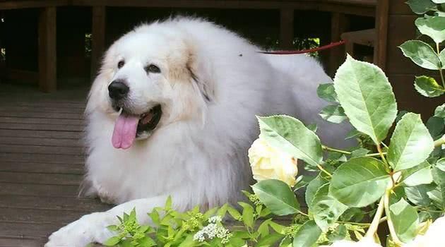 纯种大白熊犬图片大全高清,狗狗大白熊犬分多少类