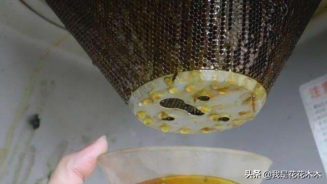 夏天天热养这3种花,这3种花超耐旱