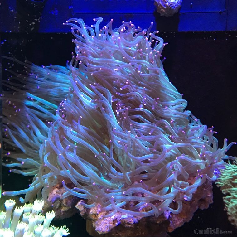 热度屈居火柴头之后的珊瑚，销量居然更高？