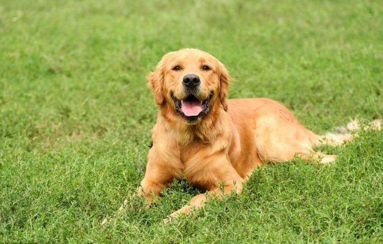 金毛挑食不吃狗粮只吃肉,金毛不喂狗粮还能喂什么