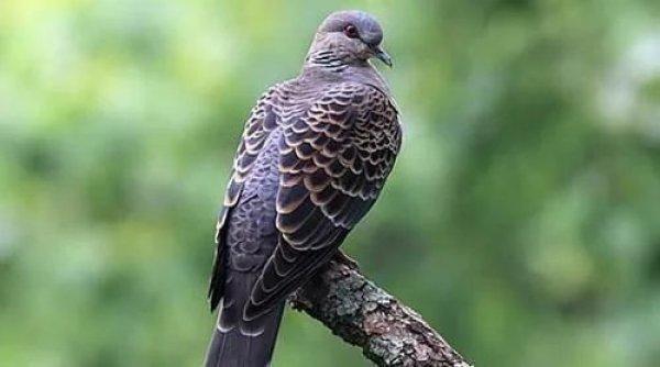 捡到野生成年斑鸠该怎么办,捡到一只野生斑鸠怎么喂食