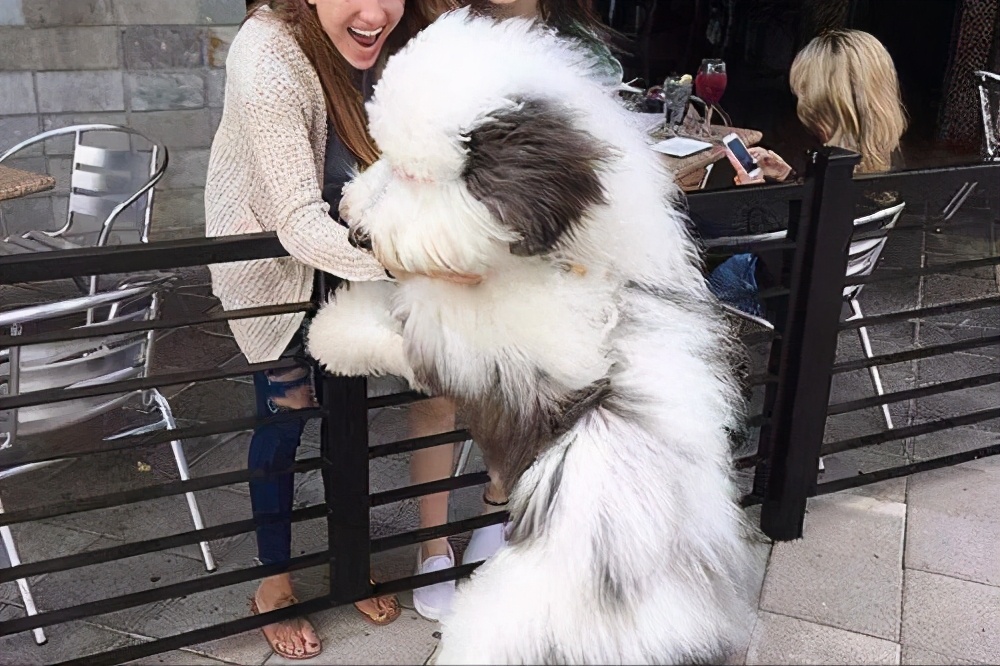 最会撒娇的十种狗,脾气温顺且好养的几种狗