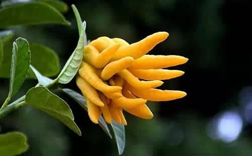 盆栽佛手多结果有什么技巧方法,金佛手千佛手青佛手有什么区别吗