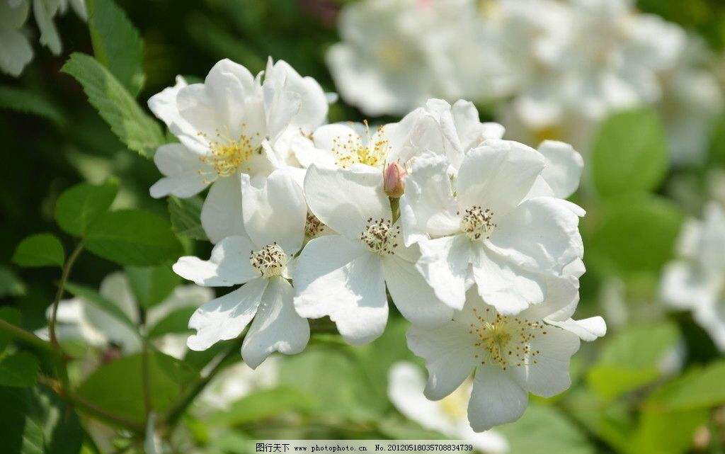 中药绿萼梅玫瑰花,中药材绿萼梅的别名