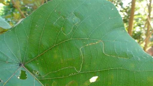 菜园里有白色的小飞虫,菜园里的神奇昆虫在哪里