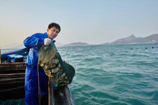 乳山生蚝和普通生蚝的区别10斤装,乳山生蚝鲜活特大生蚝
