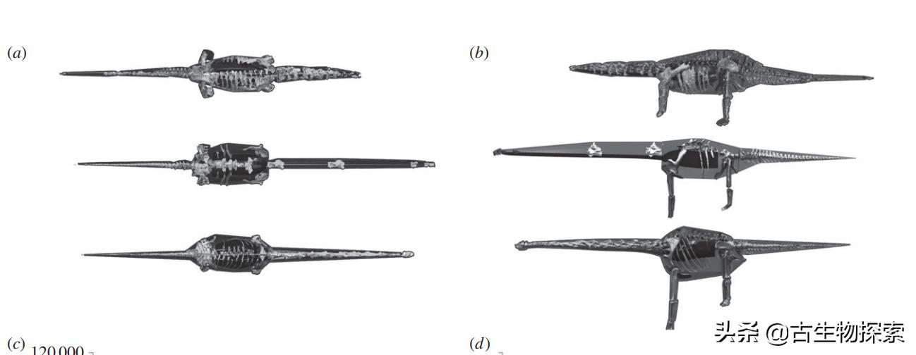 恐龙重达几吨奔跑速度多少,比较恐龙的大小可以从几方面比