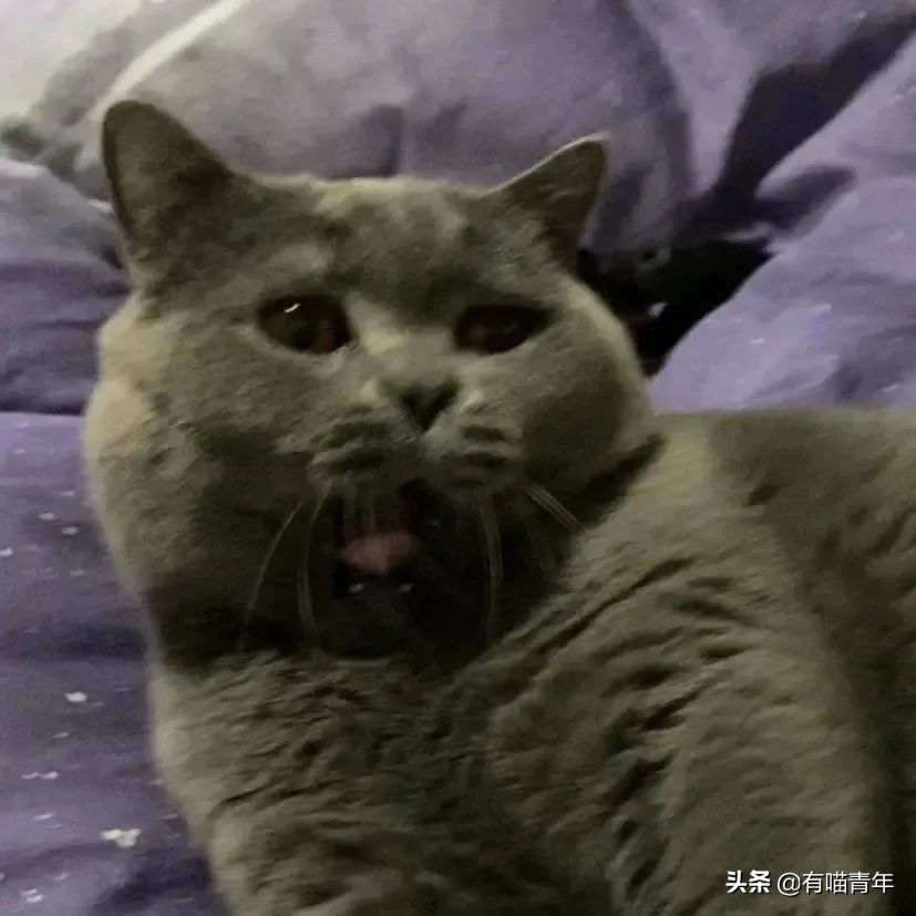 橘猫为什么是魔鬼,橘猫的恐怖之处