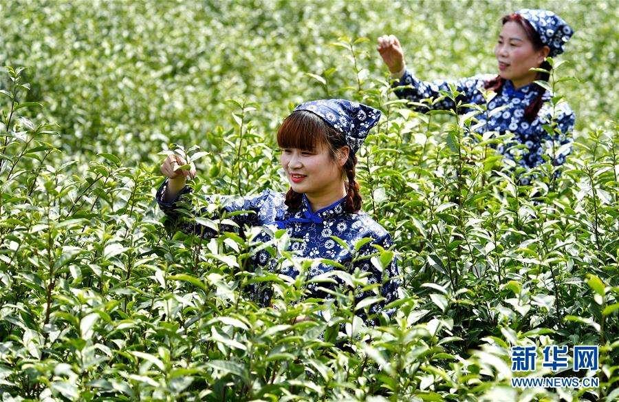 峨眉山景区的峨眉雪芽,峨眉雪芽简介