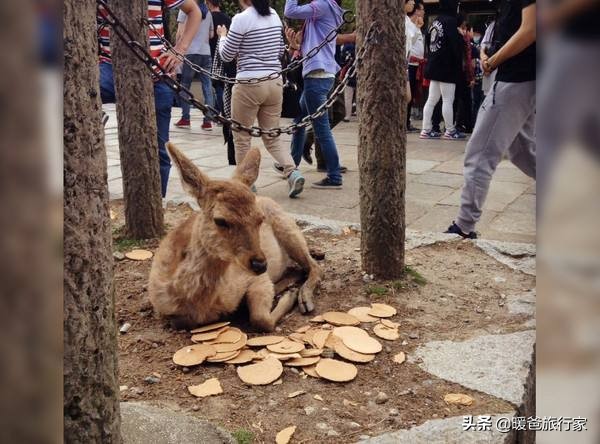 奈良旅行攻略,奈良寻鹿完整版视频