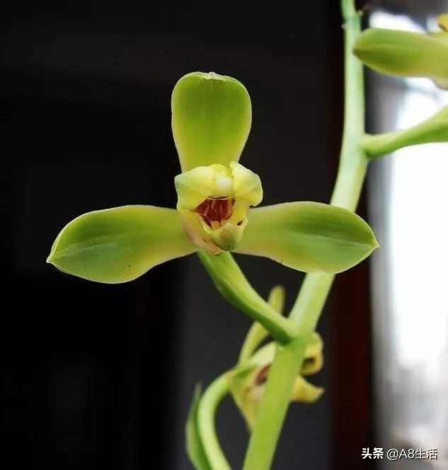 每日一品七律,每日一品茶叶