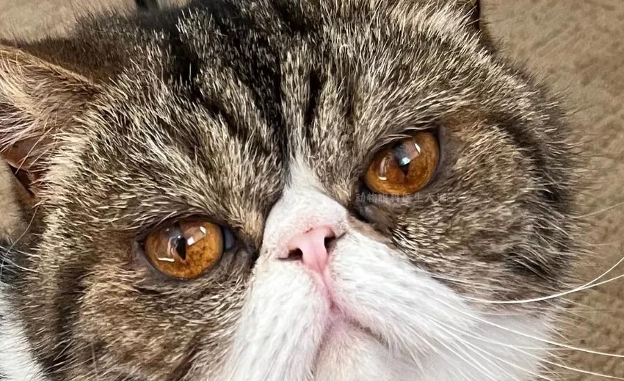 猫咪眼睛腐骨怎么治疗,猫咪角膜腐骨滴眼药水能好吗