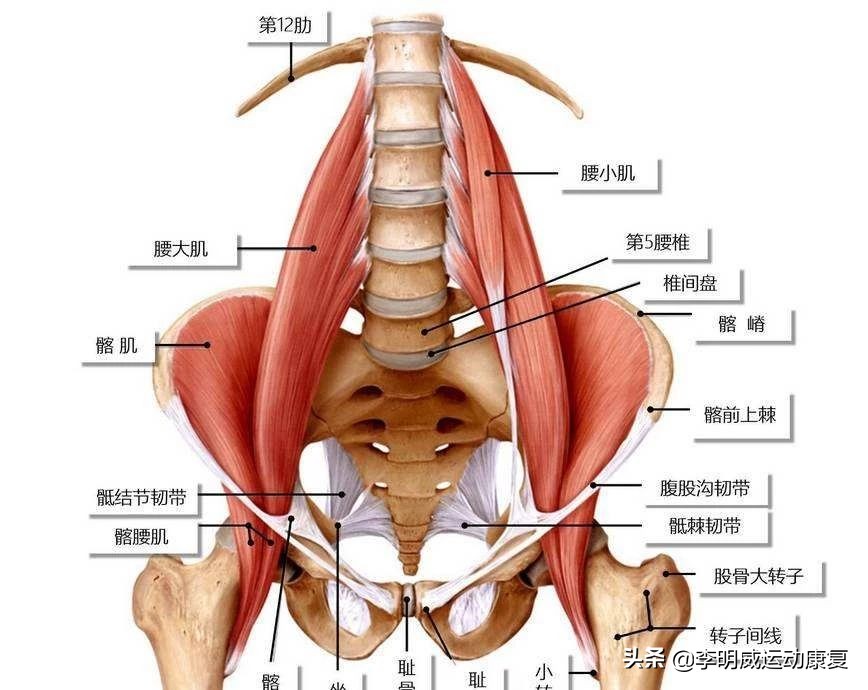 超详细的腰痛康复方案——腰痛自我评估、手法理疗和康复训练全解