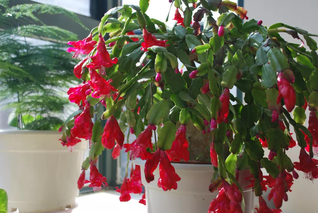 开春入手花盆栽,春季入手的花