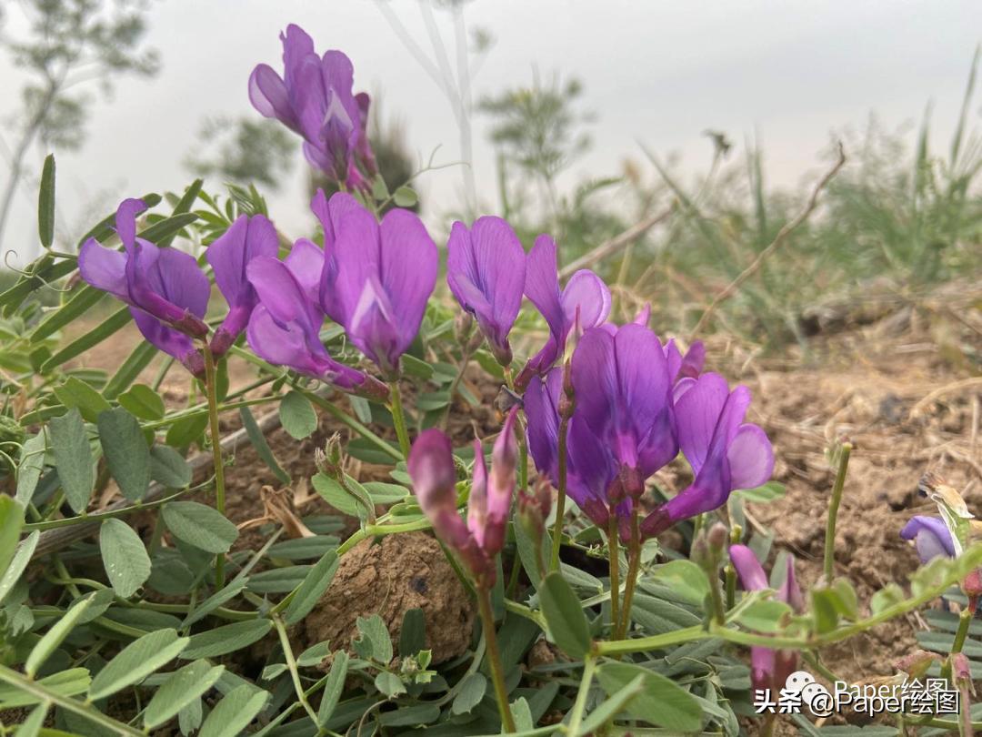 Origin做PCA图,文字版