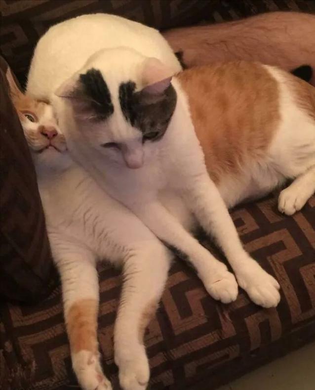 看了这一届网友晒出来的“2猫生活”，相爱又相嫌，好萌又好暖