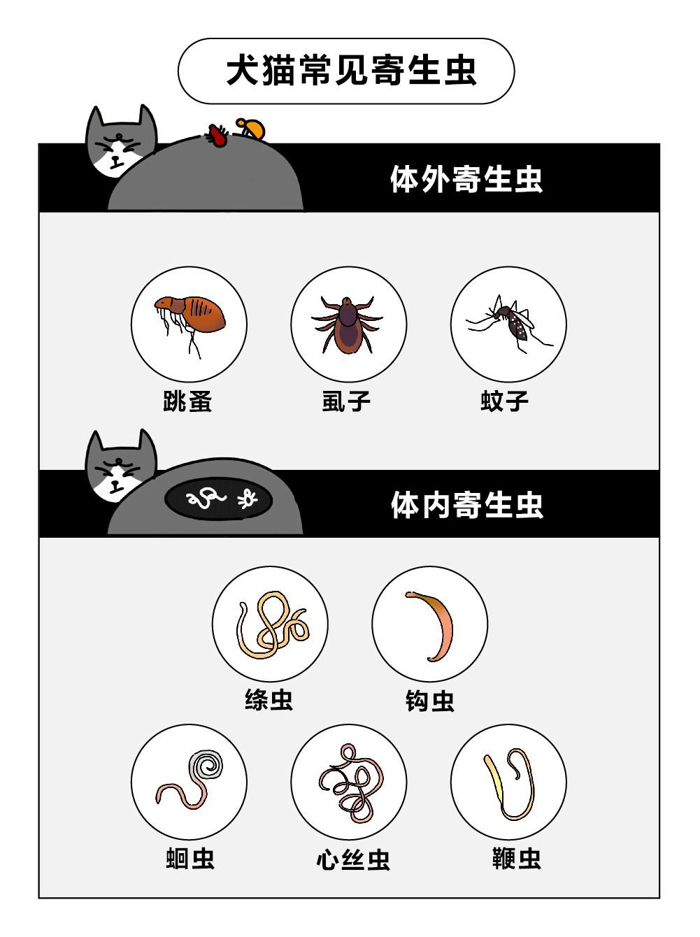 吃驱虫药能杀死所有寄生虫吗,狗狗驱虫药中毒的症状几天能缓解