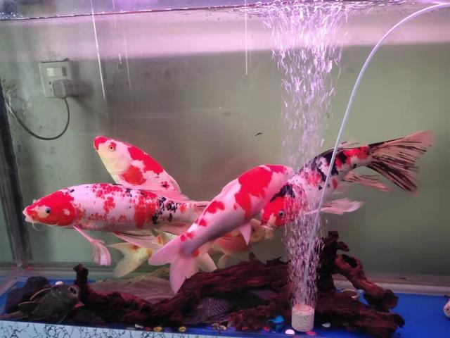 锦鲤饲养注意事项有哪些,饲养锦鲤要注意哪些方面