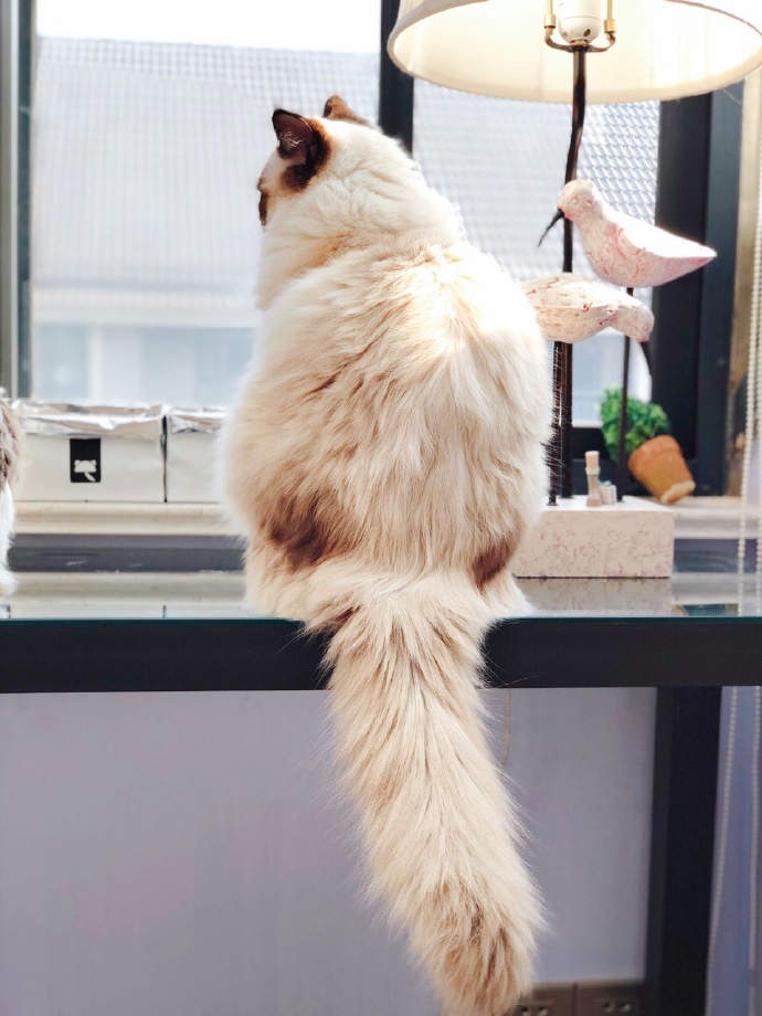 田园猫也是一条生命,中华田园猫中最稀有的田园猫排名