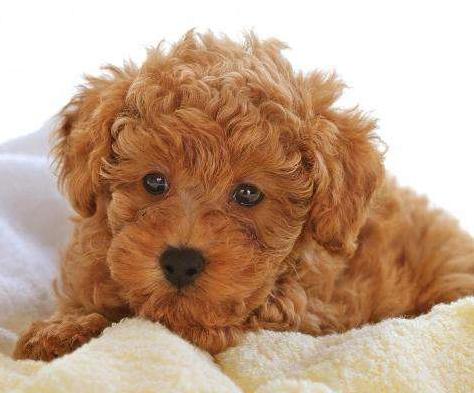 泰迪的5个怪异事,泰迪犬的5个坏习惯