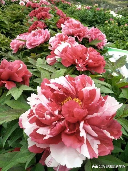 济南春季赏花自驾,济南踏青赏花新模式