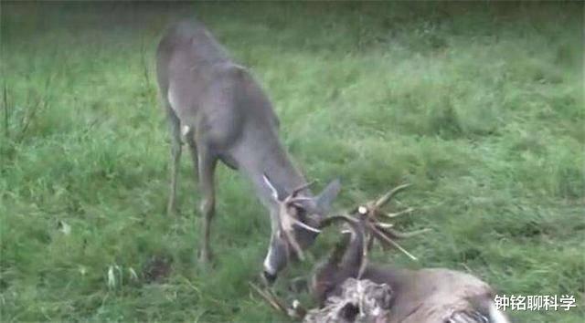 鹿茸养生小知识,鹿茸基本常识介绍