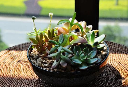 夏季冰玉多肉怎么养护,多肉冰梅夏天怎么养殖