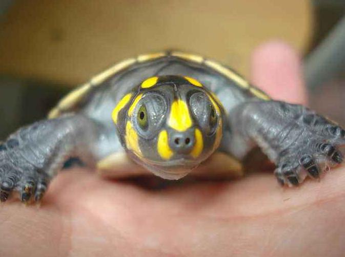 鱼缸内养黄颈侧头龟能长多大,黄头侧颈龟没有鱼缸怎么养