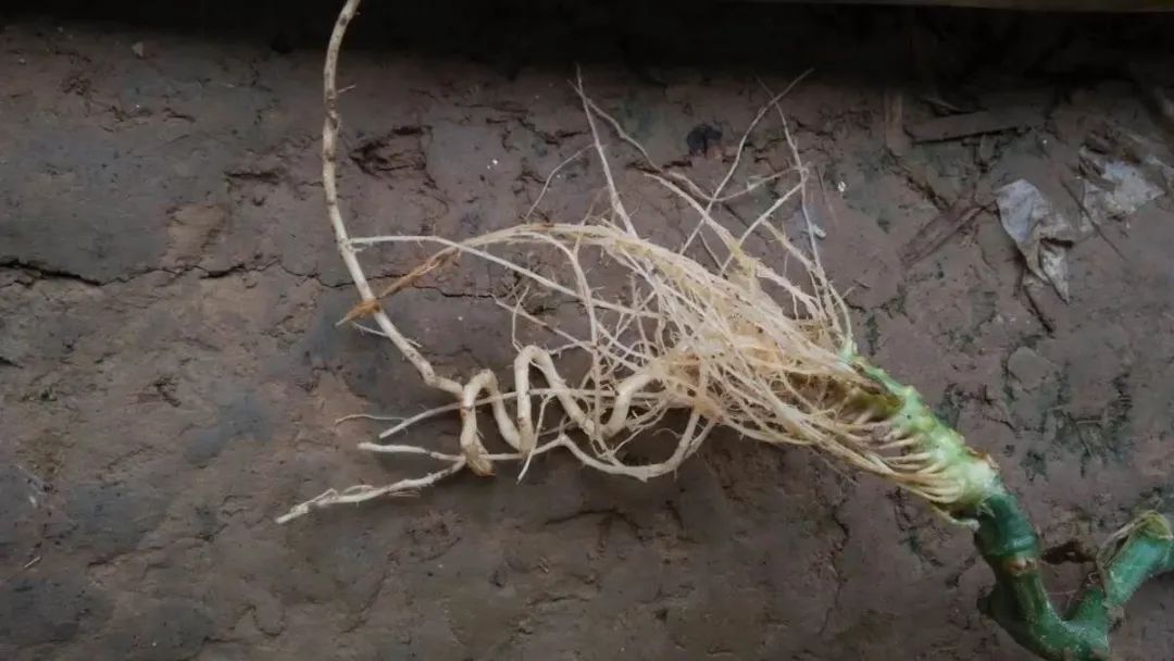 大棚菜僵化了怎么办,蔬菜出现老化苗怎么办