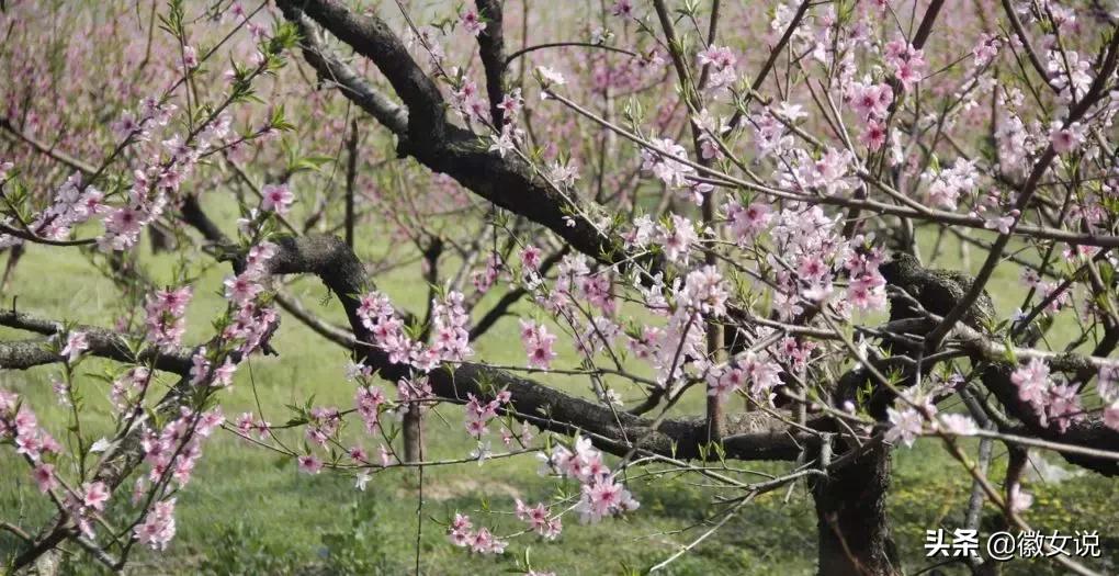 皖北的一个姑娘,安徽皖北姑娘