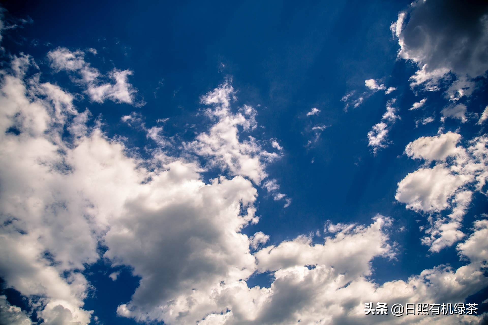 为什么日照绿茶春茶这么贵,日照绿茶秋茶来了