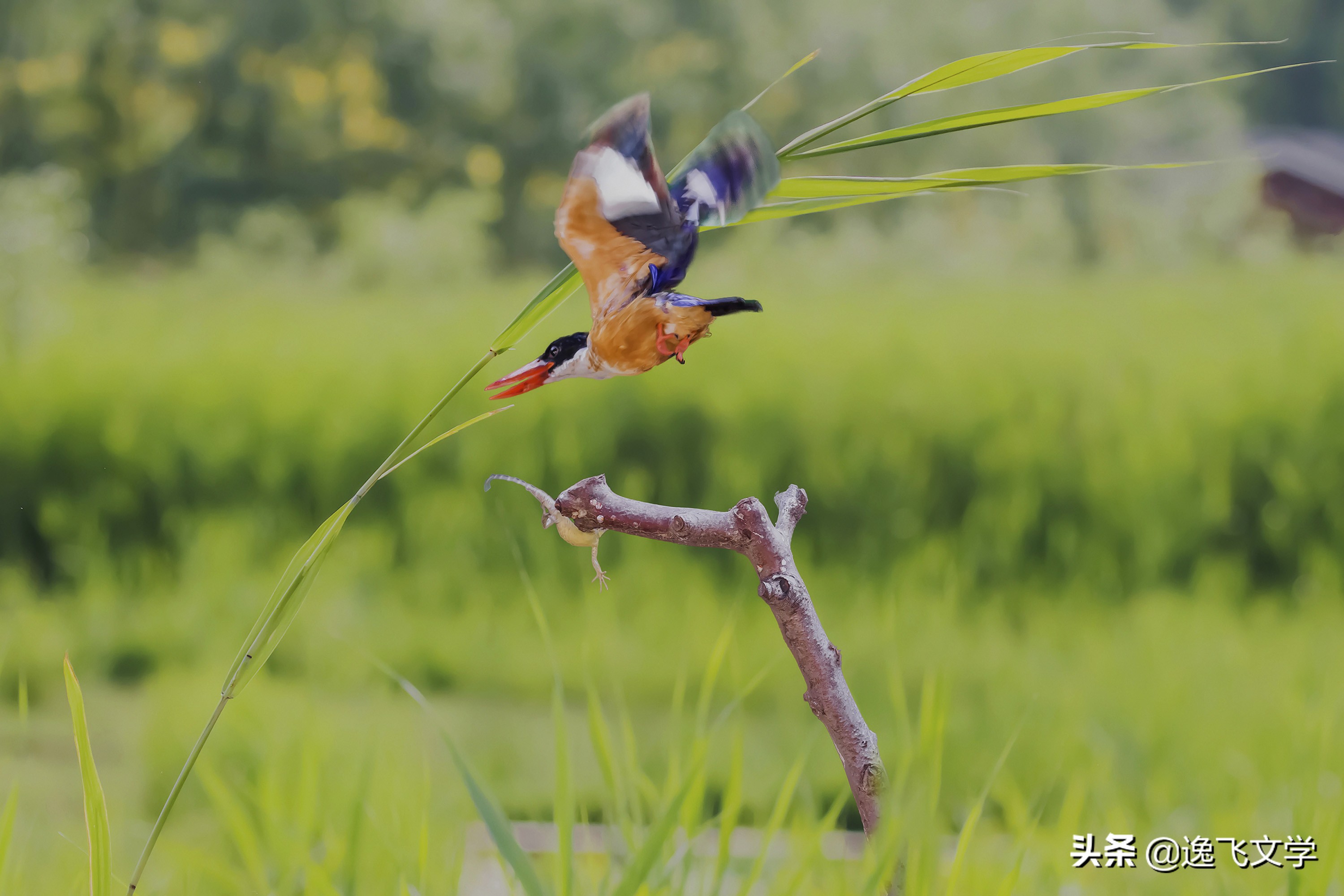 摄影纪实战争,摄影现代战争